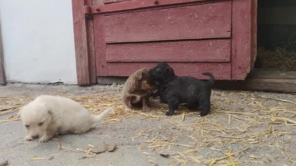 Lindos Cachorros Corren Juegan Patio Granja Los Perritos Juegan Exploran — Vídeo de stock