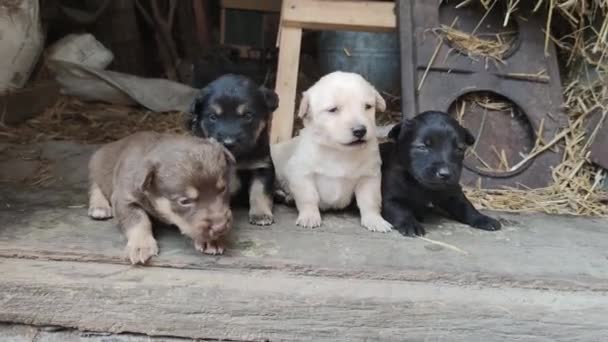Ahırın Kapısında Beş Sevimli Köpek Yavrusu Oynuyor Küçük Köpekler Oynuyorlar — Stok video