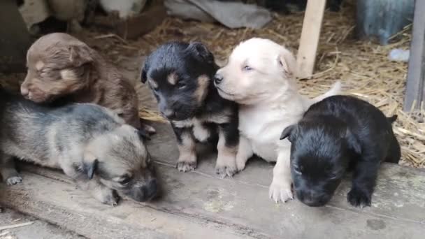 Cinco Lindos Cachorros Están Jugando Puerta Del Granero Los Perritos — Vídeos de Stock