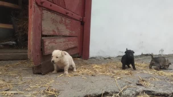 Şirin Yavrular Çiftlikte Koşup Oynuyorlar Küçük Köpekler Oynar Dünyayı Keşfederler — Stok video