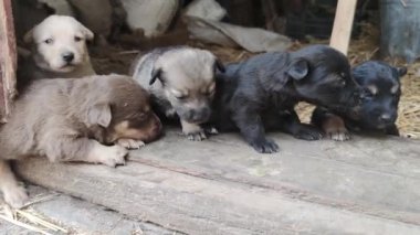 Ahırın kapısında beş sevimli köpek yavrusu oynuyor. Küçük köpekler oynuyorlar ve ahırdan kaçmaya çalışıyorlar. Kapat.