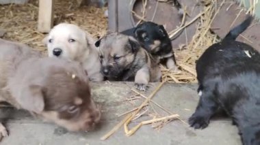 Ahırın kapısında beş sevimli köpek yavrusu oynuyor. Küçük köpekler oynuyorlar ve ahırdan kaçmaya çalışıyorlar. Kapat.