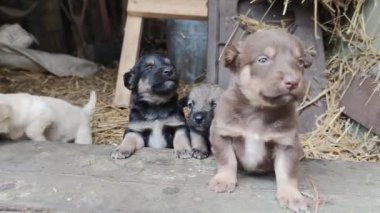 Ahırın kapısında beş sevimli köpek yavrusu oynuyor. Küçük köpekler oynuyorlar ve ahırdan kaçmaya çalışıyorlar. Kapat.