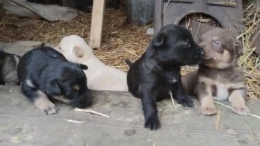 Ahırın kapısında beş sevimli köpek yavrusu oynuyor. Küçük köpekler oynuyorlar ve ahırdan kaçmaya çalışıyorlar. Kapat.