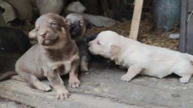 Ahırın kapısında beş sevimli köpek yavrusu oynuyor. Küçük köpekler oynuyorlar ve ahırdan kaçmaya çalışıyorlar. Kapat.