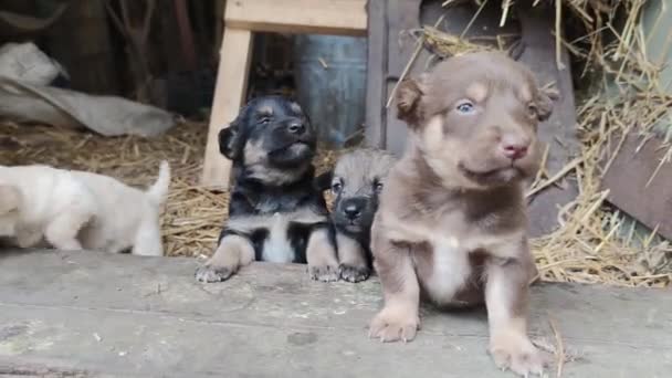 Vijf Schattige Puppies Spelen Stoep Van Schuur Kleine Honden Spelen — Stockvideo