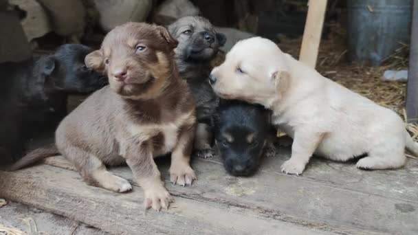 Ahırın Kapısında Beş Sevimli Köpek Yavrusu Oynuyor Küçük Köpekler Oynuyorlar — Stok video