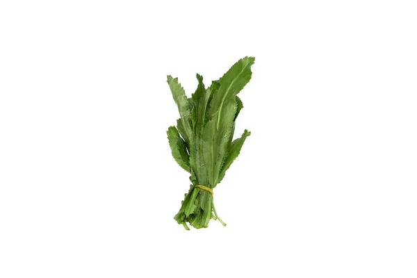 Fresh Culantro Sawtooth Coriander White Background — Stock Photo, Image