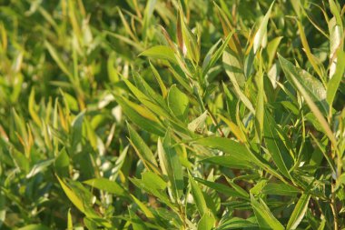 Güneşli bir günde kökenli genç bir yeşil yapraklar