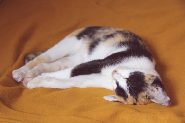 kedi uyku browm yatak, iyi uykular, kedi dinlenme