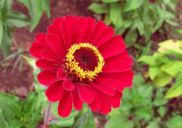 南国の赤い花のクローズ アップ — ストック写真