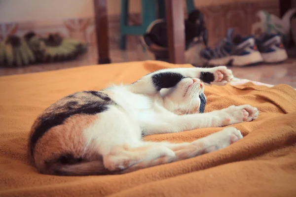 Chat dormir sur le lit brun, bien dormir, chat se repose — Photo