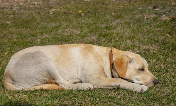 Labrador amarelo pálido está dormindo no gramado . — Fotografia de Stock