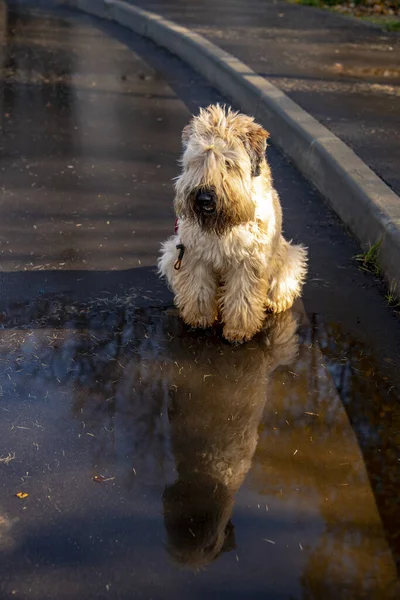 Wheaten soft coated wheaten Terrier is sitting on the pavement near puddles reflected in it.