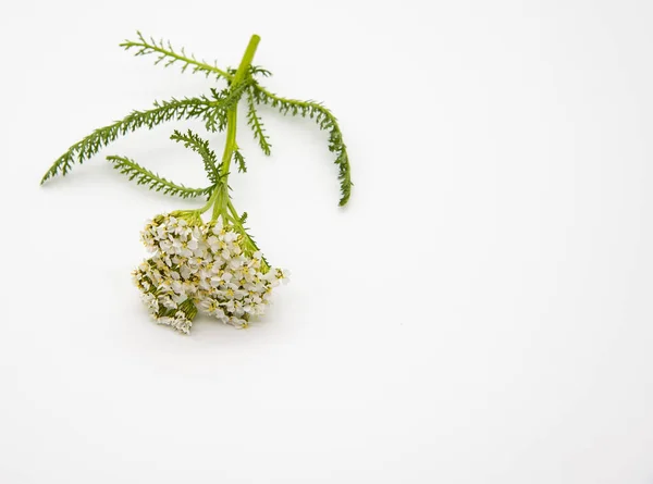 Un rametto di achillea fresca su uno sfondo chiaro . — Foto Stock