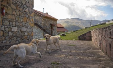 Dağ manzarasında oynayan iki sarı Labrador.