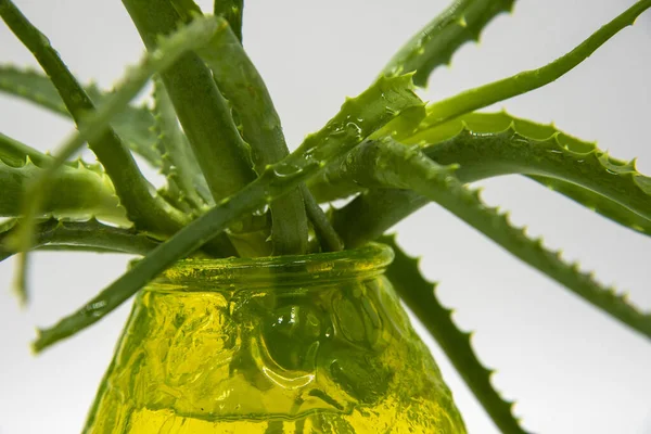 A fragment of the aloe plant in a green vase on a light background. — Stock Photo, Image