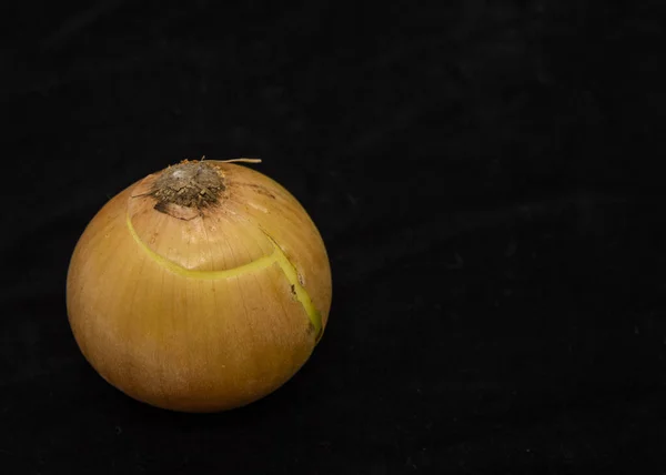 Una cebolla en la cáscara sobre un fondo negro . — Foto de Stock