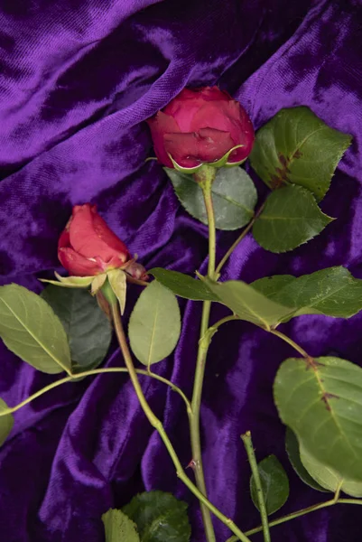 Две красные розы на фиолетовом фоне . — стоковое фото