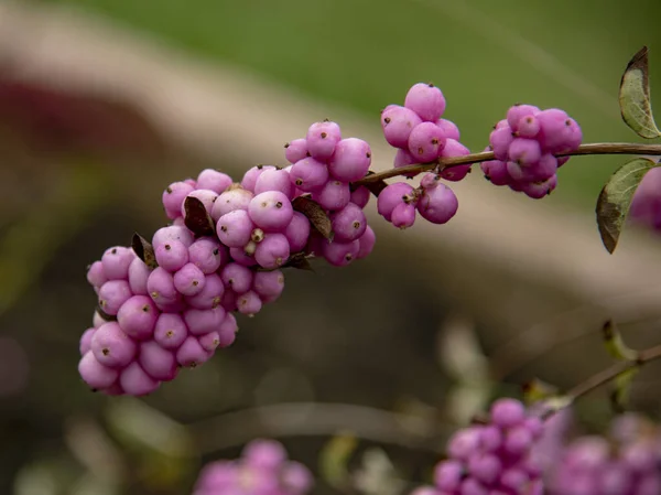 背景にピンク色の果実のあるスノーベリーの枝. — ストック写真
