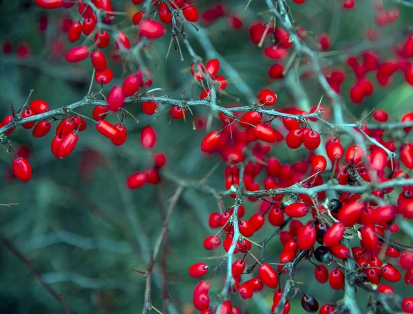 Bulanık arkaplanda kırmızı böğürtlenli parlak barberry dalları — Stok fotoğraf