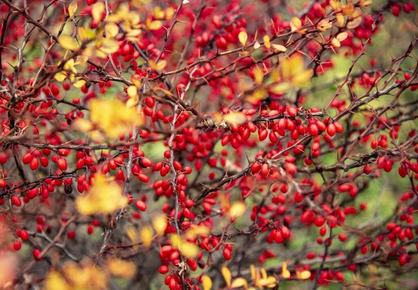 Helle Berberitzenzweige mit roten Beeren und gelben Blättern — Stockfoto