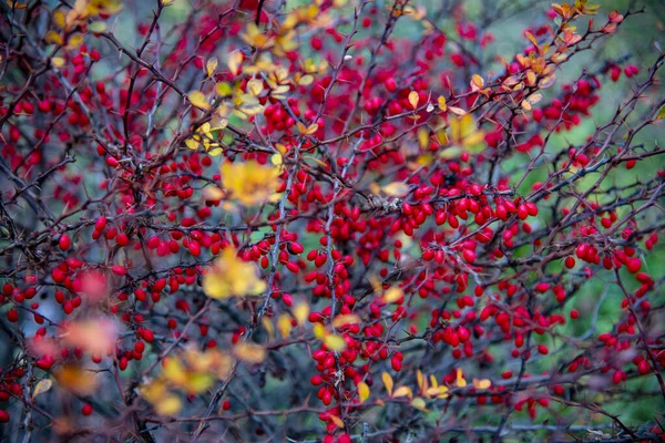 Ramas brillantes de agracejo con bayas rojas y hojas amarillas — Foto de Stock