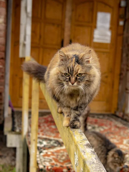 Kot z długimi wąsami spaceruje wzdłuż balustrady — Zdjęcie stockowe