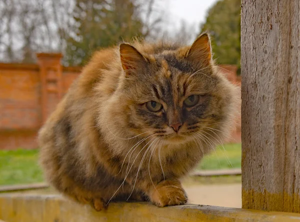 En fluffig fet katt med lång mustasch sitter på räcket — Stockfoto