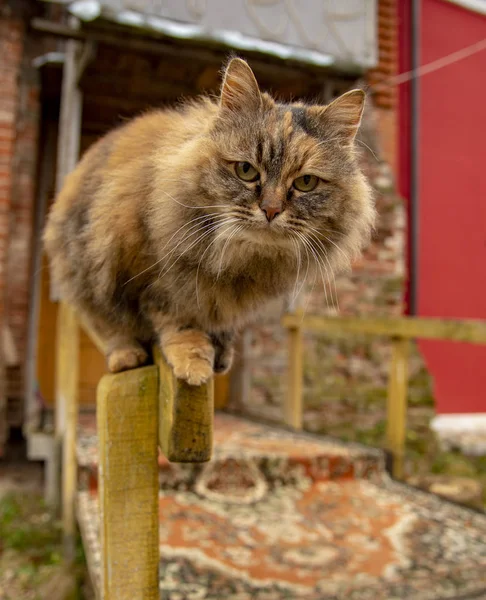 長い髭を生やした猫が手すりに沿って歩いている。 — ストック写真