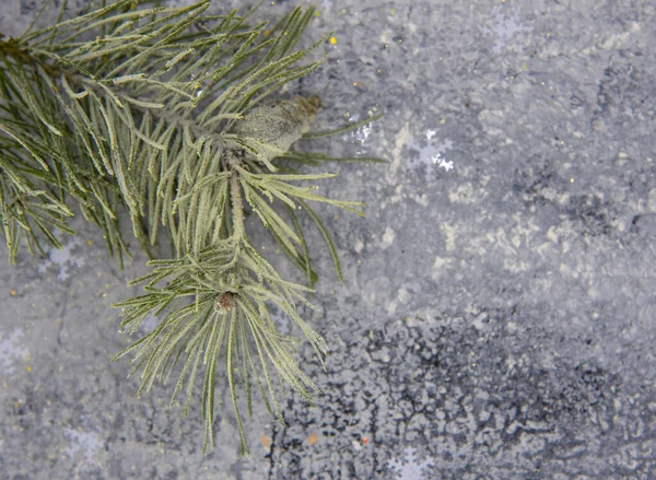 Een besneeuwde dennentak op een gevlekte grijze achtergrond — Stockfoto