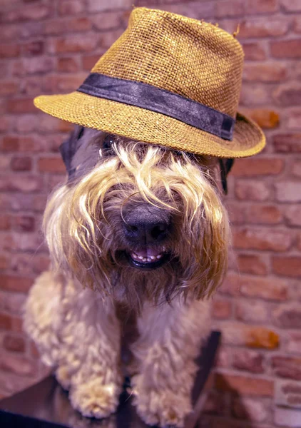 藁帽子をかぶった犬。帽子は銃口に引っ張られてる — ストック写真
