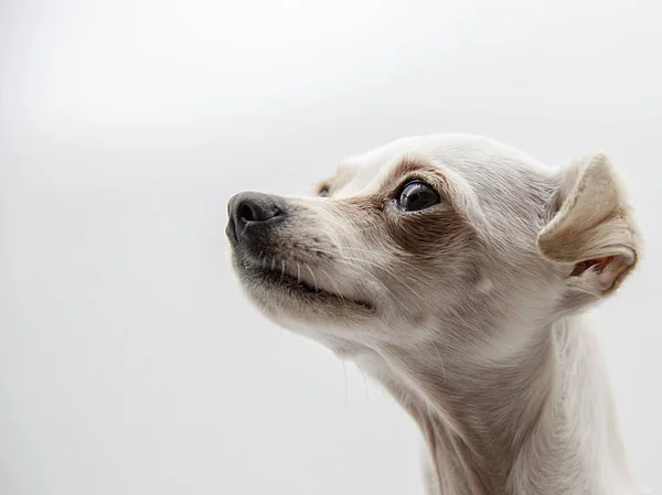 Cabeça branca brinquedo russo Terrier olhando para a distância — Fotografia de Stock