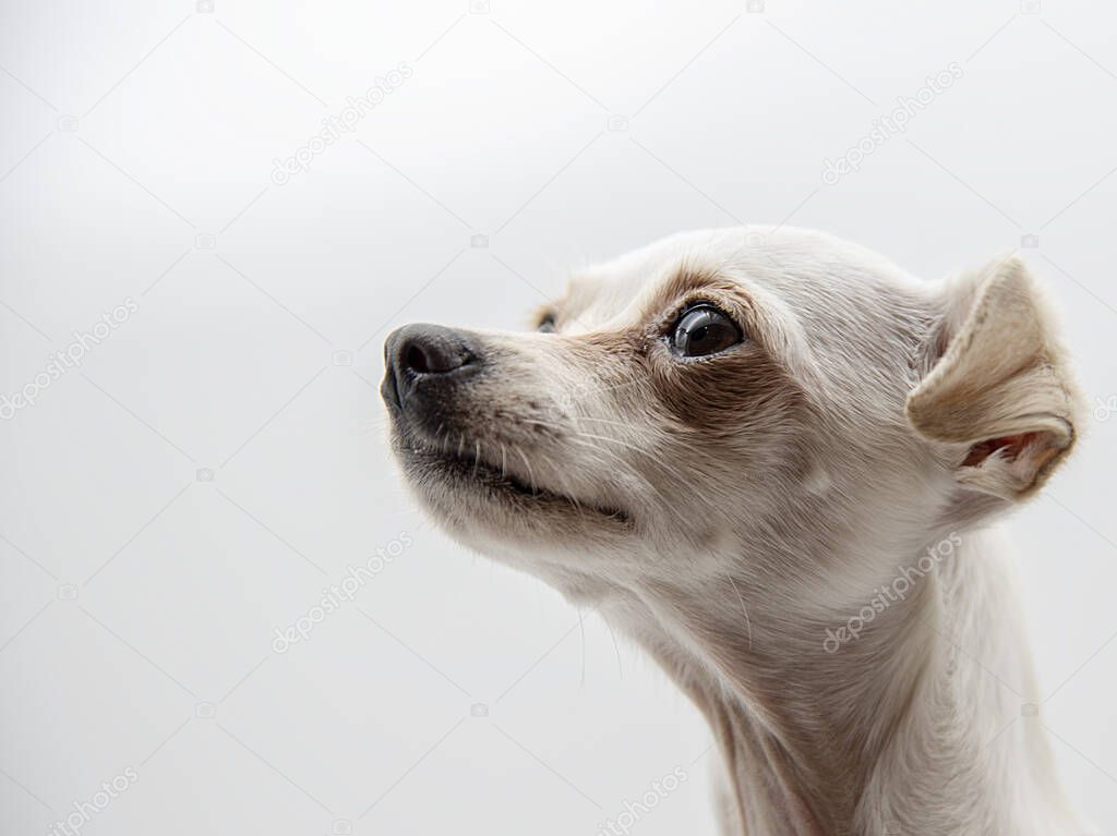 Head white Russian toy Terrier looking into the distance 