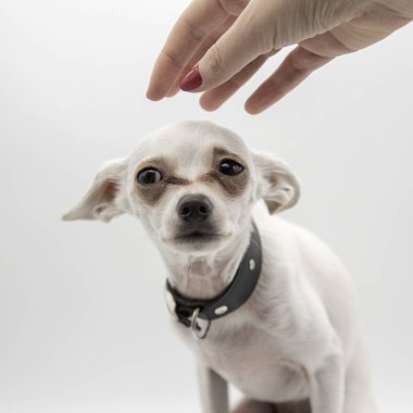 Siyah yakalı küçük bir köpek ve bir kadın eli.
