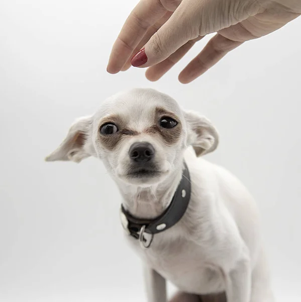 Um cachorrinho pequeno em um colarinho preto e uma mão de mulher — Fotografia de Stock