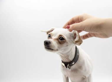 Bir dişi el nazikçe küçük beyaz bir köpeğin başını okşar.
