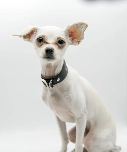 Retrato de um pequeno cão branco, brinquedo russo Terrier — Fotografia de Stock