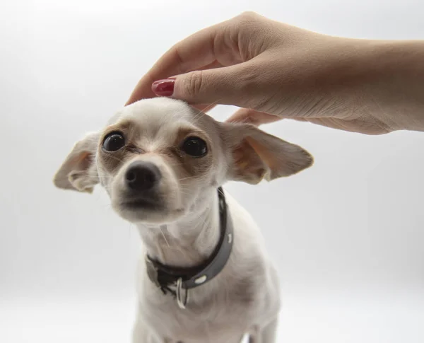 Um pequeno cão branco, que é acariciado por uma mão feminina . — Fotografia de Stock