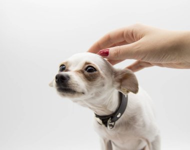 Bir dişi el nazikçe küçük beyaz bir köpeğin başını okşar.