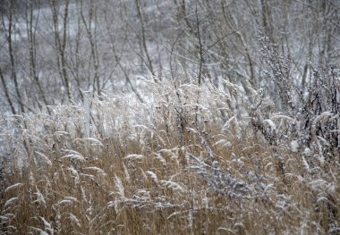 Ağaç dallarının arka planında kuru, karla kaplı dikenler var.. 