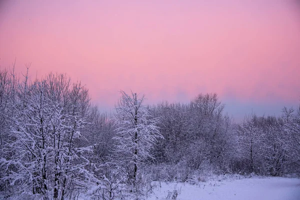 Világos rózsaszín-lila hajnal a havas park felett — Stock Fotó