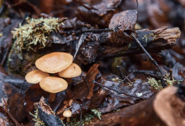 Glänzende Pilze auf einem halb verrotteten Baumstumpf im Wald. — Stockfoto