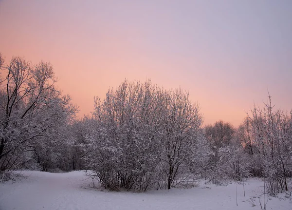 Hóval borított park egy szelíd hajnal hátterében — Stock Fotó