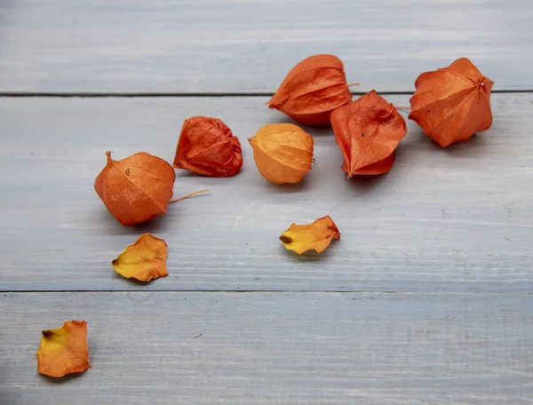 Physalis naranja y pétalos de rosa secos en una mesa azul —  Fotos de Stock