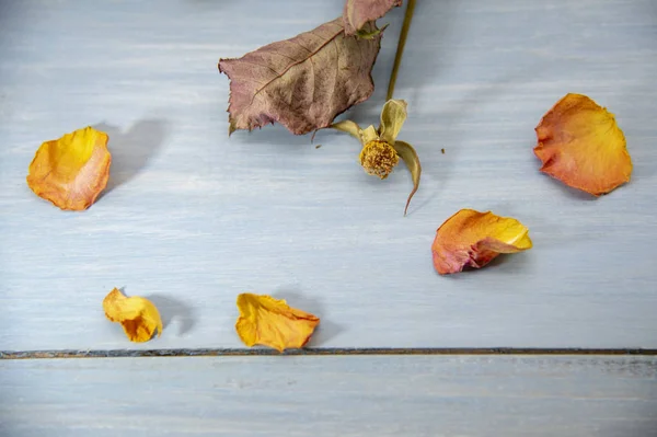 Kuru gül sapı ve yapraklar ahşap bir zemine saçılmış.. — Stok fotoğraf