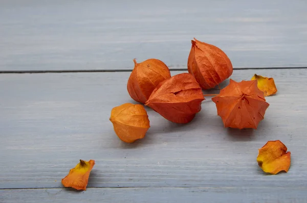 Physalis cor-de-laranja e pétalas de rosa secas em uma mesa azul — Fotografia de Stock