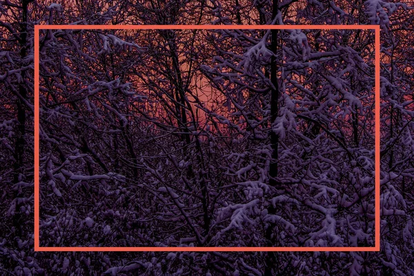 Donkerpaarse bomen op een rode achtergrond versierd in een frame. — Stockfoto