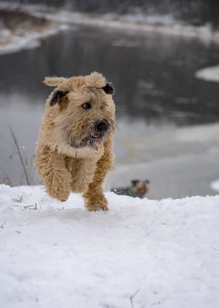 Foto vertical de un perro corriendo alegremente en un día de invierno . —  Fotos de Stock