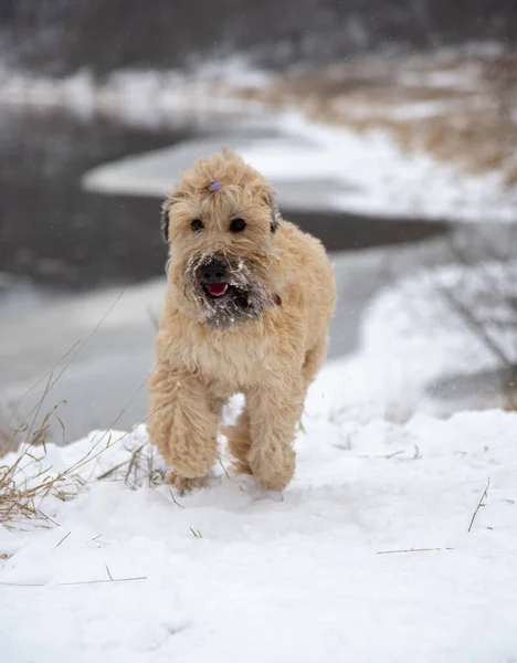Foto vertical de un perro corriendo alegremente en un día de invierno . —  Fotos de Stock